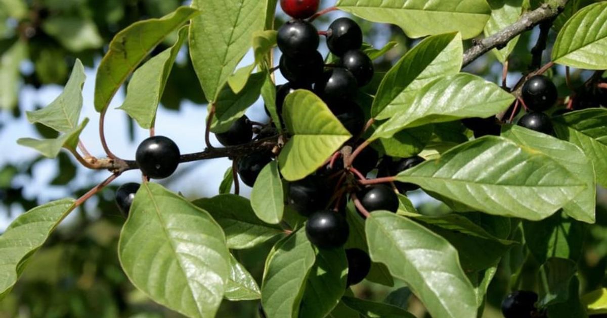Alder Buckthorn