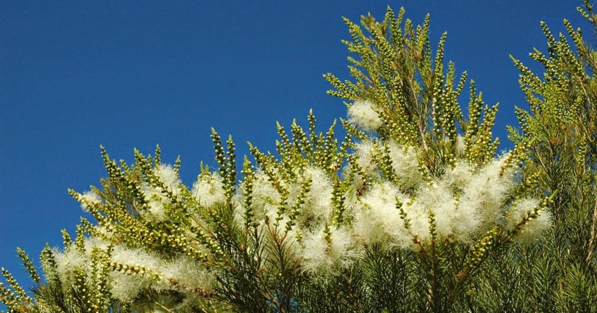 Tea Tree essential oil